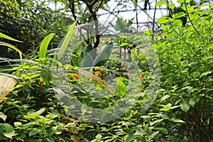 View inside the Papiliorama