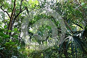 View inside the Papiliorama