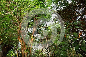 View inside the Papiliorama