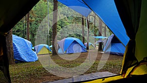 View from inside tent to the camping site, a pine forest with trees and a lake