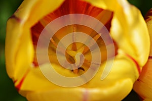 View inside of a yellow and red tulip with pistil and pollen