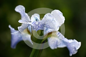 View of an iris petal in drops.