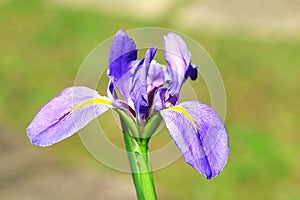 View of IrisFlag,Gladdon,Fleur-de-lis flower