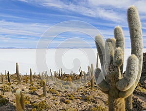 View from Isla Incahuasi on Salar de Uyuni, Salar de Uyuni, Bolivia