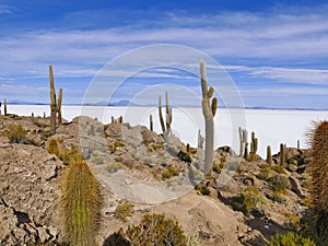 View from Isla Incahuasi on Salar de Uyuni, Salar de Uyuni, Bolivia