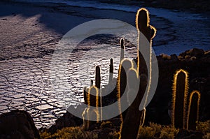 View from Isla Incahuasi, Uyuni, Bolivia