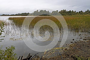 View from island of Kizhi to the reeds of Lake Ladoga