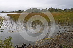 View from island of Kizhi to the reeds of Lake Ladoga in heavy rain