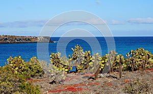 View of the Islas Plaza in the Galapagos photo