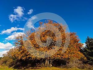 View of isolated beech tree with autumnal leaves in the park of Canfaito during autumn season