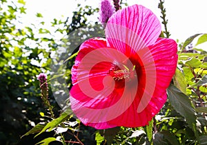 View on isolated red purple hibiscus flower blossom in bright sunlight with blurred green leaves background