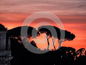 View of the Italian pine tree at sunset, Rome, Italy