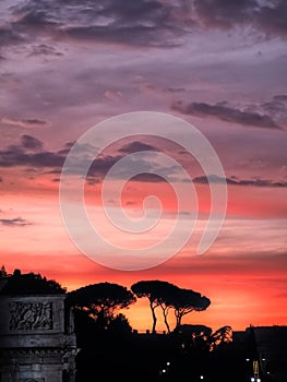 View of the Italian pine tree at sunset, Rome, Italy