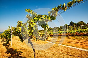 View of italian vineyard in the Trieste Karst