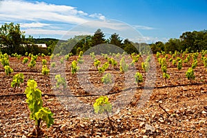 View of italian vineyard in the Trieste Karst