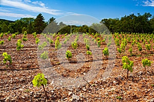 View of italian vineyard in the Trieste Karst