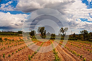 View of italian vineyard in the Trieste Karst