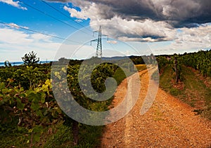 View of italian vineyard in the Trieste Karst