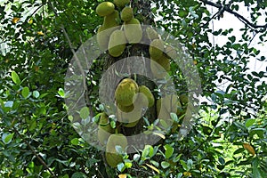 View of Jack fruits in different growing stages hanging on a Jack tree trunk