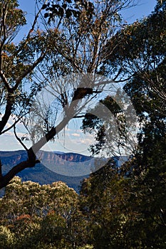 A view of the Jamison Valley in the Blue Mountains