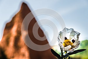 View of a Jara flower with the mountains of Las Medulas in the background. photo