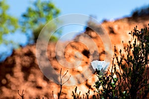 View of a Jara flower with the mountains of Las Medulas in the background. photo