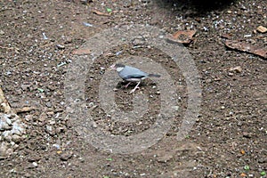 A view of a Java Sparrow