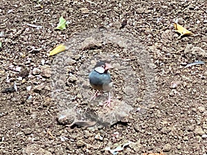 A view of a Java Sparrow