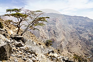 View from Jebel Shams Mountain in Oman photo