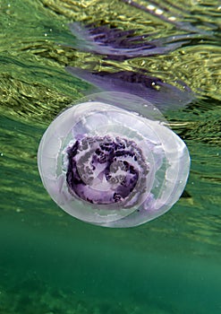 View of a jellyfish in Sharm El Sheik