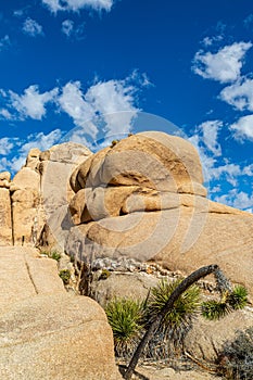 A View in Joshua Tree National Park