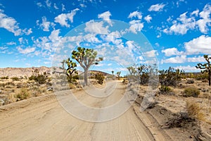 A View in Joshua Tree National Park, California