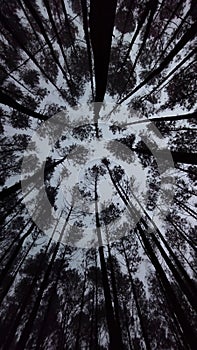 The view of the junggle