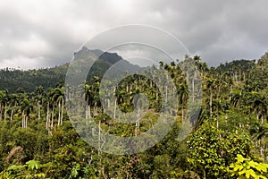 View on jungle with palms at national park alejandro de humboldt near baracoa Cuba