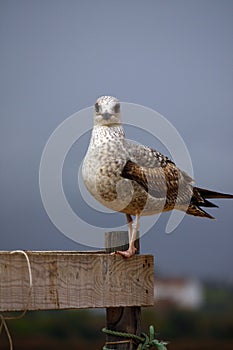 Juvenile gull