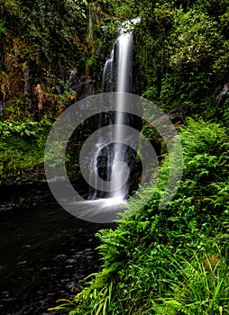 A view of Kaiate Falls in waitao in the western bay of plenty on the north island of new zealand 5