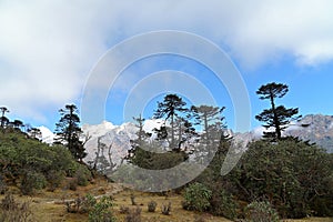 View of Kangchenjunga National Park, along the Goechala Trek, en-route to Dzongri from Tshoka, Sikkim