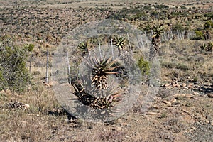 View of the veldt in the Karoo South Africa photo