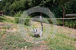 View on a katta feeding a melone with lifted tail on a grass area
