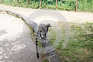 View on a katta running on a wooden bench