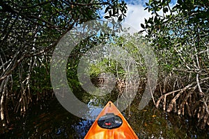 View from kayak amidst mangrove trees of Nine Mile Pond in Everglades NP.