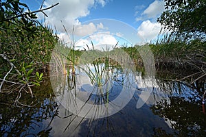 View from kayak amidst mangrove trees of Nine Mile Pond in Everglades NP.