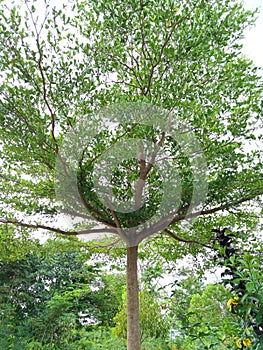 A view of Kecipir Tree & x28;Psophocarpus Tetragonolobus& x29; in a garden with a bright sky.