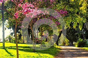 View of blooming trees Kibbutz Kfar Glikson, Israel photo