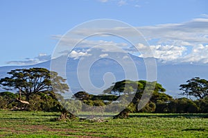 View of the Kilimanjaro in Amboseli NAtional Park, Kenya, Africa