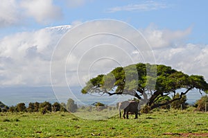 View of the Kilimanjaro and elephant in Amboseli NAtional PArk, Kenya