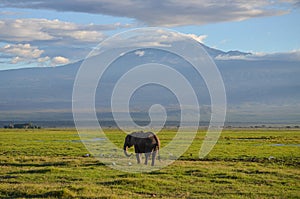 View of the Kilimanjaro and elephant in Amboseli NAtional PArk, Kenya