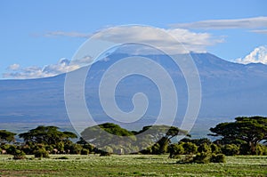 View of the Kilimanjaro and elephants family in Amboseli National Park, Kenya