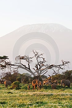 View of Kilimanjaro Mountain. Amboseli elephants. Africa