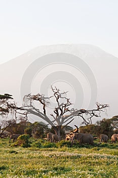 View of Kilimanjaro Mountain. Amboseli elephants. Africa